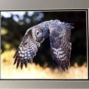 Rob Kronent grey owl photo