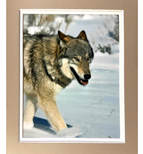 "Yellowstone Wolf #1228F” by Jill Warren